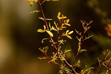 Close-up of a delicate plant branch with yellow-green leaves against a soft brown background
