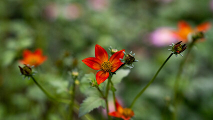 Close-up of wild orange flowers blooming in nature with blurred background
