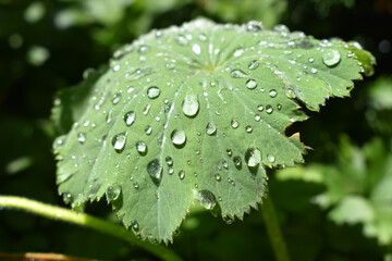 Ein Blatt des spitzlappigen Frauenmantels mit leuchtenden Regentropfen