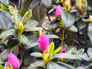 A view of some pink flower buds of an azalea plant.