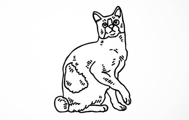 Bobtail Cats in Isolate Blue color Background – Domestic and Cute Pet Portraits
