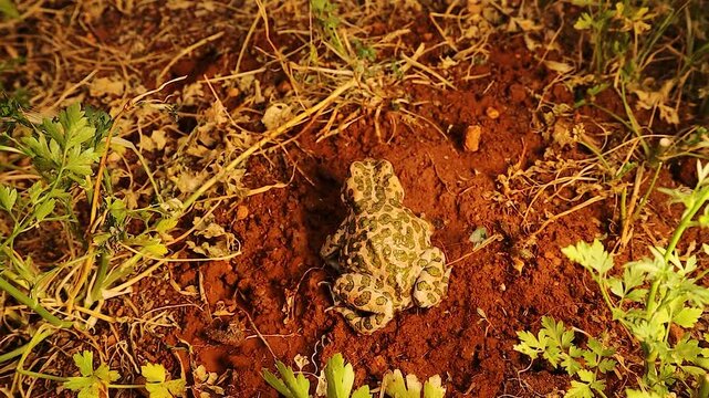 Top view of a toad resting among parsley in a rural farm setting. Near a stream with frog calls in the background, it suddenly jumps. A rich nature moment, ideal for education and ambient use.