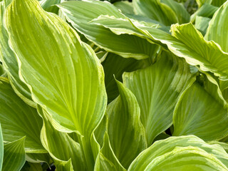 A view of a leaves from the hosta plant.