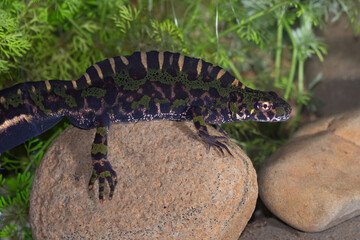 The Marbled Newt looks like a prehistoric monster.
