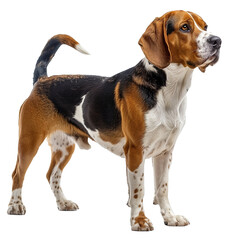 Beagle Dog Isolated on Transparent Background. PNG. Generated AI. 