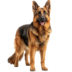 German Shepherd Dog Isolated on Transparent Background. PNG. Generated AI. 