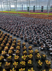 Production en serre d’heuchères colorées. horticulture durable, jeunes plants en godets,...