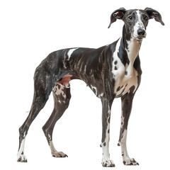 Whippet Dog Isolated on Transparent Background. PNG. Generated AI. 