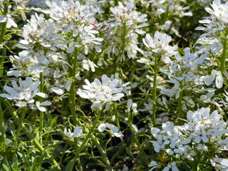 A view of white flowers from a hybrid candytuft plant.