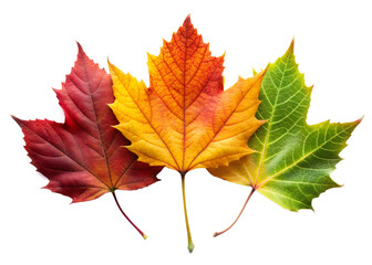 Fototapeta premium autumn leaves isolated on white