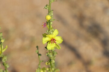 Yellow mullein flower (Verbascum officinale)