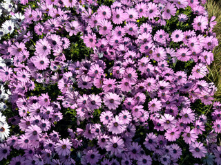 A top down view of several purple African daisies.