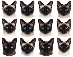 set of black cats