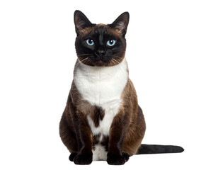 black cat isolated on white