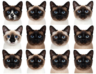 collection of cats