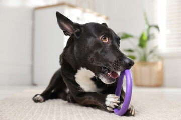 Cute dog chewing toy on floor at home