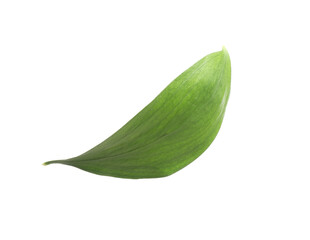 One fresh green Ruscus leaf isolated on white
