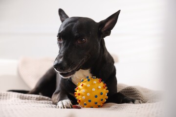 Cute dog with toy on sofa at home