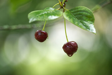 Two cherries dripping with water hang from a branch in a summer garden.
