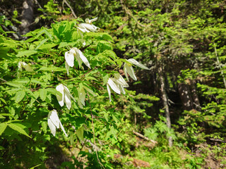 flowering wild siberian vine Atragene sibirica