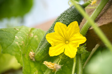 A bright yellow cucumber flower blossoms next to a small, growing cucumber.