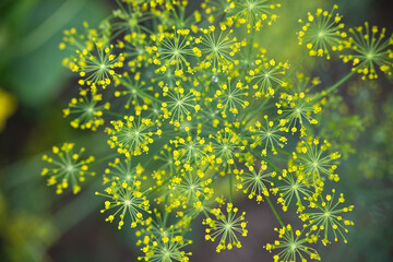Close-up delicate yellow dill flowers in their full bloom, providing a vibrant and natural image.
