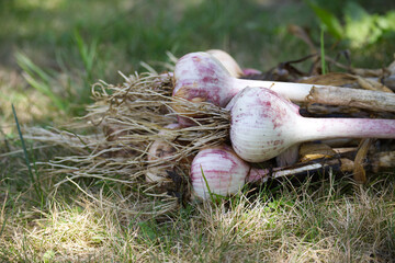 Freshly harvested garlic bulbs resting on a bed of green grass.