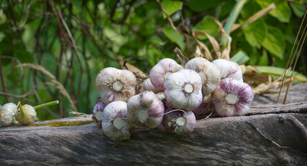 Freshly harvested garlic bulbs displayed on a rustic wooden surface, perfect for cooking.