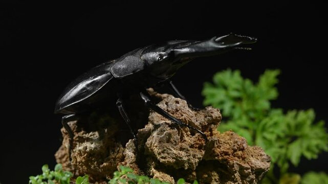 A Dorcus titanus typhon beetle on a rock staring at its prey.