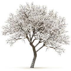 Obraz premium SnowDusted Flowering Tree Delicate Branches and Winter Bloom