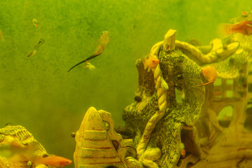 Small vibrant fish of various colors swim amongst a decorative underwater structure in an aquarium...