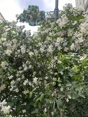 Blooming jasmine bush with white flowers in urban environment with street light and buildings in background