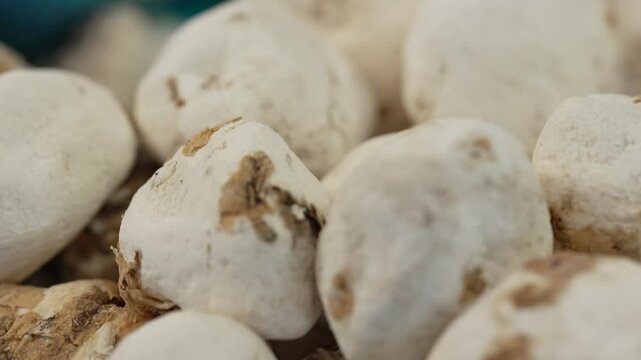 A pile of freeze dried potatoes in a basket