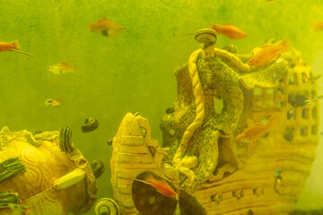 Small vibrant fish of various colors swim amongst a decorative underwater structure in an aquarium...