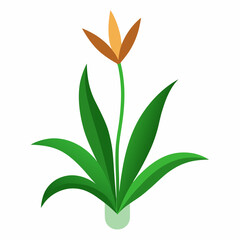 green plant isolated on white background