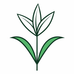 green plant isolated on white background