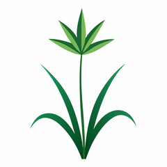 green plant on white background