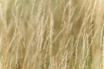 Fototapeta premium Individual ears of wheat shine in the soft light and sway gently in the wind. The shot appears calm and dreamy.
