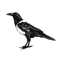Pied Crow illustration vector drawing on white background vol 01