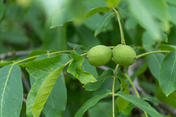Two unripe green walnuts hang from a branch with vibrant green leaves. The scene shows a typical...