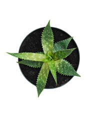 Vibrant green aloe vera plant thriving in a black pot filled with dark soil located in a well-lit...