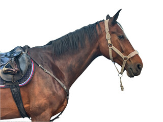 Close-up side view of a brown horse wearing a saddle and bridle, isolated on white background for...
