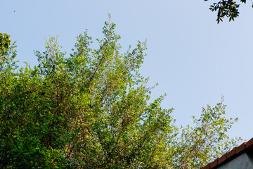 green leaves against blue sky