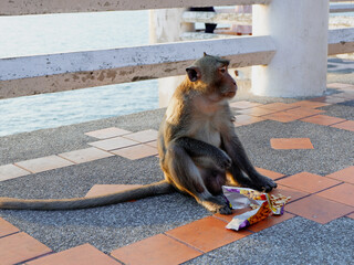  Monkey in Khao Sam Mook Tourist area in Chonburi, Thailand This is a sea view point with many natural monkeys.
