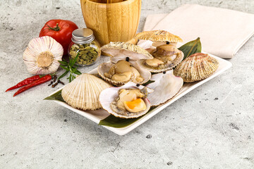 Raw fresh scallops in the shell