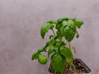 Lush green basil plant in small pot copy space