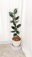 Rubber Plant Elegance: Captivating close-up shot of a graceful rubber plant in a sleek white pot,...