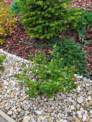 Ornamental plants growing in backyard garden with decorative stone and bark mulch