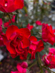 Vibrant red roses blooming in lush garden