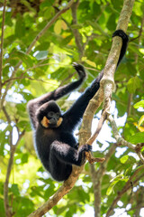 Southern Yellow-cheeked Crested Gibbon - Nomascus gabriellae, beautiful brown gibbon monkey from...